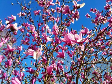 Saucer Magnolias In Bloom